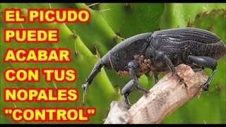 NOPAL CHUMBERA O TUNERA LA PLAGA MÁS TEMIDA MIRALA EN VIVO Y CÓMO LA CONTROLO 🌵🌵🌵 [upl. by Adalie296]