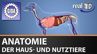 Trailer  Anatomie der Haus und Nutztiere  Biologie  3D Software [upl. by Eerok]