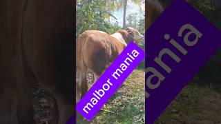 Sapi simental malboro gemoysapi animals cow shorts shots short shortvideo shortsvideo [upl. by Annayrb]