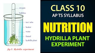 Nutrition  Hydrilla Plant Experiment  AP amp TS syllabus  Class 10th Biology chapter1 [upl. by Noll]