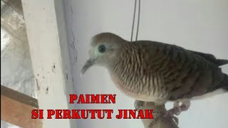 paimen si burung perkutut jinak [upl. by Enihsnus]