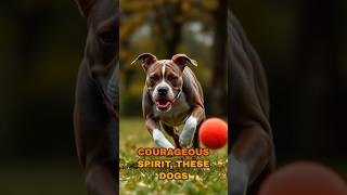 Meet the American Staffordshire Terrier strongdog courageousdog [upl. by Leventis270]