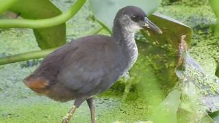 Whitebreasted Waterhen Amaurornis phoenicurus ssp phoenicurus [upl. by Yrakcaz]