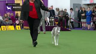 Whippets  Breed Judging 2019 [upl. by Mahmoud]