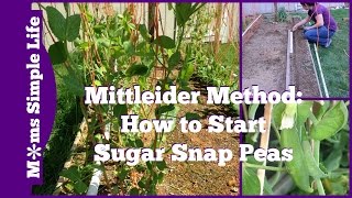 Mittleider Method How to Start Sugar Snap Peas [upl. by Lamek337]