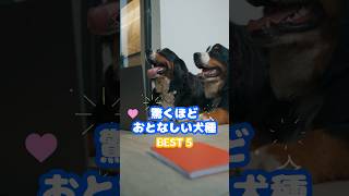 驚くほどおとなしい犬種5選 犬 雑学 ペット [upl. by Eimia954]