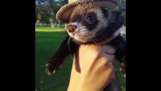 Worlds Most Loved Ferret Park Day [upl. by Surad]