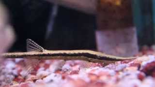 The Interesting Farlowella Acus  Twig  Stick Catfish [upl. by Rihana]