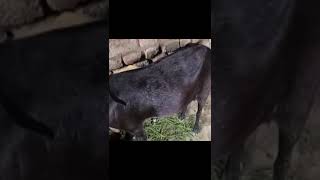 Bakri palangoat farming bakri palan kaise karehow to do goat farming [upl. by Scoville]