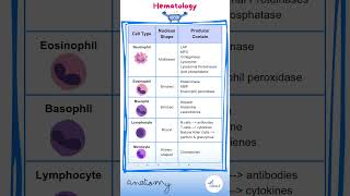 Hematology Anatomy  Cell Types  Docrobytes Flashcards  USMLE Drone [upl. by Lantha]