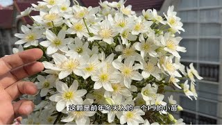 第二年的铁线莲银币又开花了 [upl. by Enilarak]