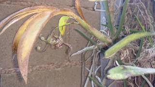 Chuva ácida  O que causa em suas plantas [upl. by Sachsse587]