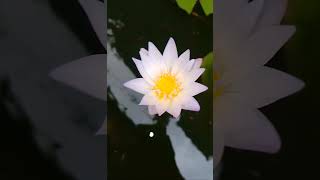 Pygmy waterlily nature relaxingsound plants shortvideo 😌😌❤️ [upl. by Beryl]