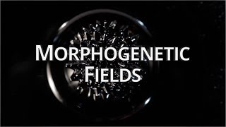 What Are Morphogenetic Fields  Quantum University [upl. by Ettelimay]