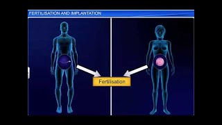 CBSE Class 12 Biology Human Reproduction – 4 Fertilization and Implantation [upl. by Ev728]