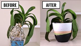 How to Repot a Phalaenopsis Orchid with a Long Stem  Makeover Transformation [upl. by Ytsenoh]