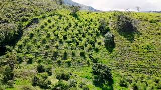 Bamboo Plantation and Reforestation in Colombia [upl. by Hewes]