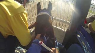 Trey Ellis trained horse jockey cam [upl. by Aitselec771]