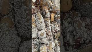 How to removal barnacles on shell sea turtles barnacles parasite snail [upl. by Lenzi]