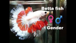 HOW TO TELL IF A BETTA FISH IS A MALE OR FEMALE 2017 [upl. by Eitsirhc]