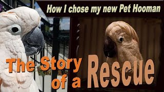 The Story of a Rescue  How Max the Moluccan adopted his Forever Pet Hooman [upl. by Nagiam]