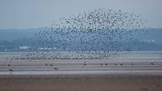 Golden Plover at Aberlady Bay [upl. by Ekeiram]