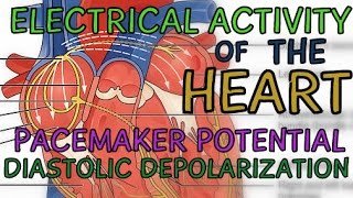 Electrical Activity of the Heart  Pacemaker Potential  Diastolic Depolarization [upl. by Oaoj989]