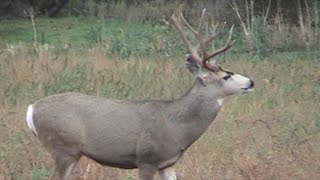 Episode 68  Darchris Journals  Oregon Mule Deer Decline [upl. by Araic936]