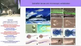 Fishing for drugs from nature using zebrafish  Alexander Crawford University of Leuven B [upl. by Eislek903]