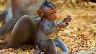 monkey bandar ki short video [upl. by Samot425]