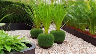 How to Care for Papyrus Plant Growing Tips and Warnings [upl. by Erret]