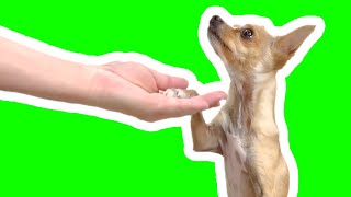 5 Easy Dog Trick tutorials [upl. by Marla]