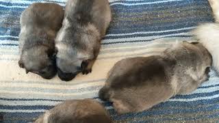 Norwegian Elkhound Puppies  Kerrie Litter 02082021 [upl. by Kruger223]