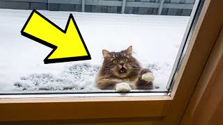 Freezing Cat Begs to Be Let Into The HouseMan is Shocked When This Happens [upl. by Deirdra929]