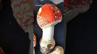 11 Amanita basidiomycota fungi mushroom nature foraging facts amanita [upl. by Nirok]