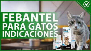 😺 FEBANTEL para GATOS Qué es dosis y efectos secundarios 💊😺 [upl. by Benkley]