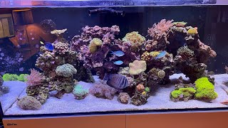 New Radion Gen 6 XR 15 Pros and the Red Sea Reef Mat [upl. by Yrbua]