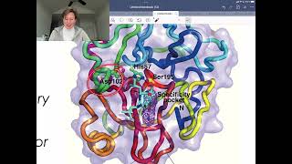 How do Enzymes Work Serine Proteases [upl. by Mulderig]