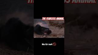 Honey badger is a real fearless edit wildlife shorts [upl. by Adnorahs]