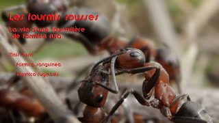 Les fourmis rousses des bois [upl. by Ahseenyt]