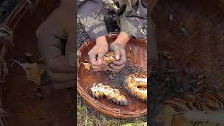 The process of collecting pine nuts from pine cones [upl. by Namharludba]