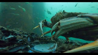 Using crab cinematographers to video dogfish sharks out at Porteau Cove [upl. by Acimot]