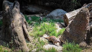 Suricato Herpestidae Suricata Suricatta Parco Natura Viva Garda Zoological [upl. by Coster]