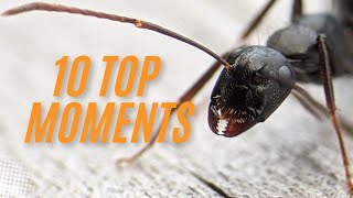 10 Top Moments in my 10 Months of Antkeeping [upl. by Wolram]