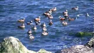 Barnegat Inlet Winter Waterfowl  HD VIdeo [upl. by Esilrahc]