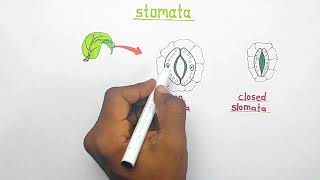 Stomata  opening and closing of stomata  Class 10 biology [upl. by Gratianna]