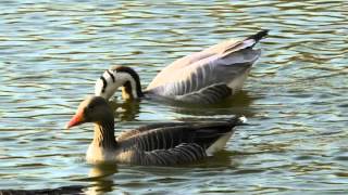 Barheaded Goose Anser indicus amp Greylag Geese Anser anser  Streifengans amp Graugans [upl. by Atinus]