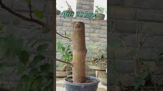 Ficus racemosa cutting propagation bonsai [upl. by Adnyc]