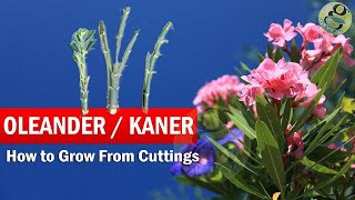 How to Grow Oleander from Cuttings  Growing Kaner Nerium Oleander Cuttings and Care in English [upl. by Ydde]