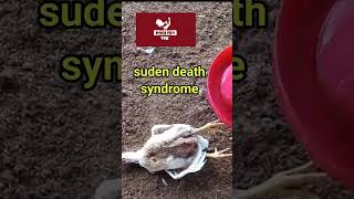 suden death syndrome in Broilers poultrytek poultrymanagement shortsyoutube poultry [upl. by Kampmeier]